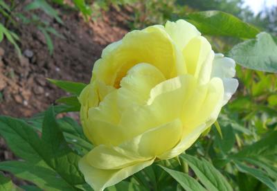 大王園藝 一株百年牡丹王，訴說國色天香的時代風華